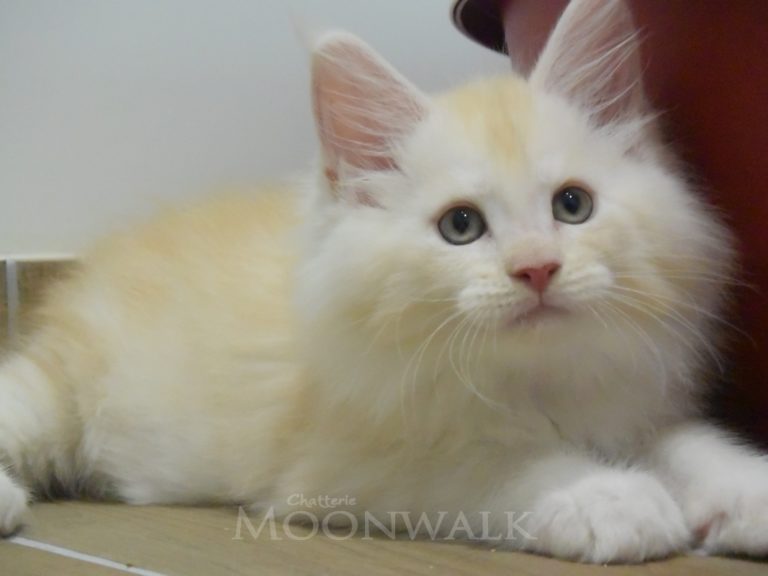Moonwalk Red Bubbles, mâle maine coon red silver mackerel tabby-chatteriemoonwalk