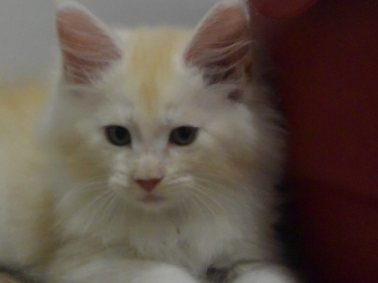 Moonwalk Red Bubbles, mâle maine coon red silver mackerel tabby-chatteriemoonwalk