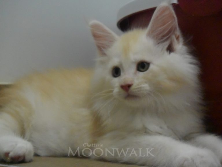Moonwalk Red Bubbles, mâle maine coon red silver mackerel tabby-chatteriemoonwalk