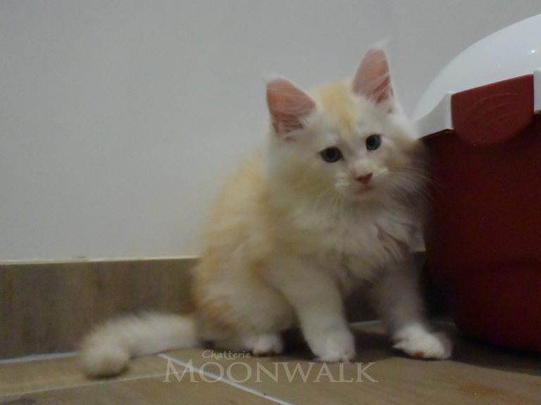 Moonwalk Red Bubbles, mâle maine coon red silver mackerel tabby-chatteriemoonwalk
