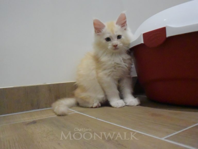 Moonwalk Red Bubbles, mâle maine coon red silver mackerel tabby-chatteriemoonwalk