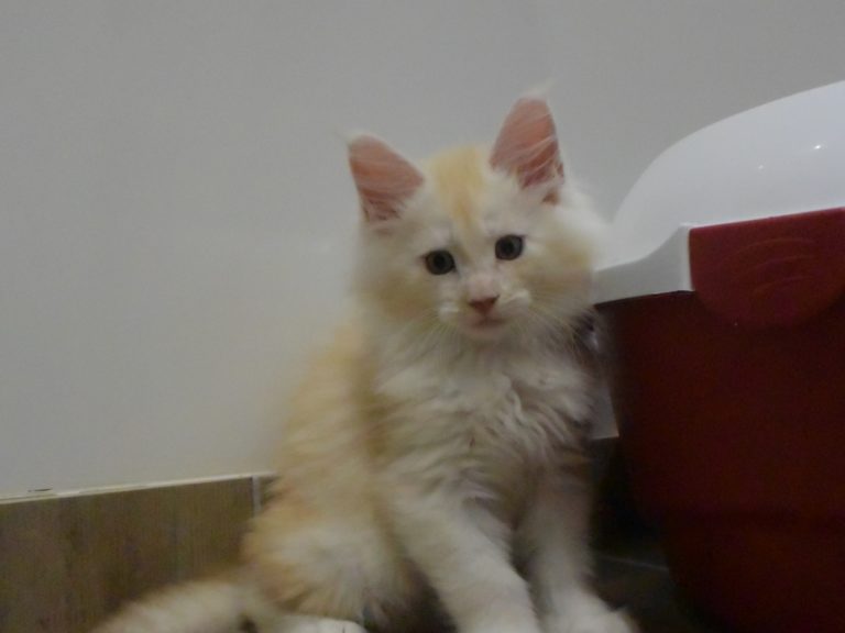 Moonwalk Red Bubbles, mâle maine coon red silver mackerel tabby-chatteriemoonwalk