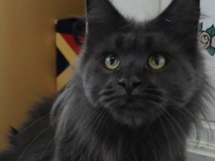 Moonwalk N'Sheridan blue smoke-femelle Maine coon- chatterie moonwalk