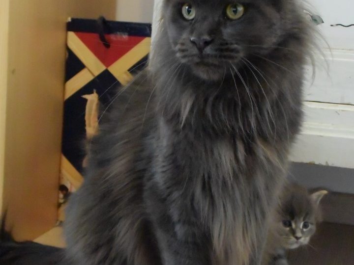 Moonwalk N'Sheridan blue smoke-femelle Maine coon- chatterie moonwalk