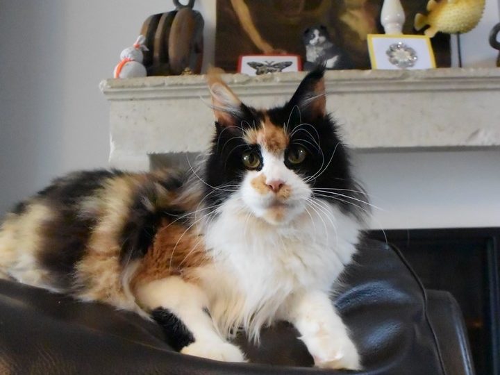 Moonwalk Manga femelle maine coon- Black tortie et blanc - chatterie moonwalk