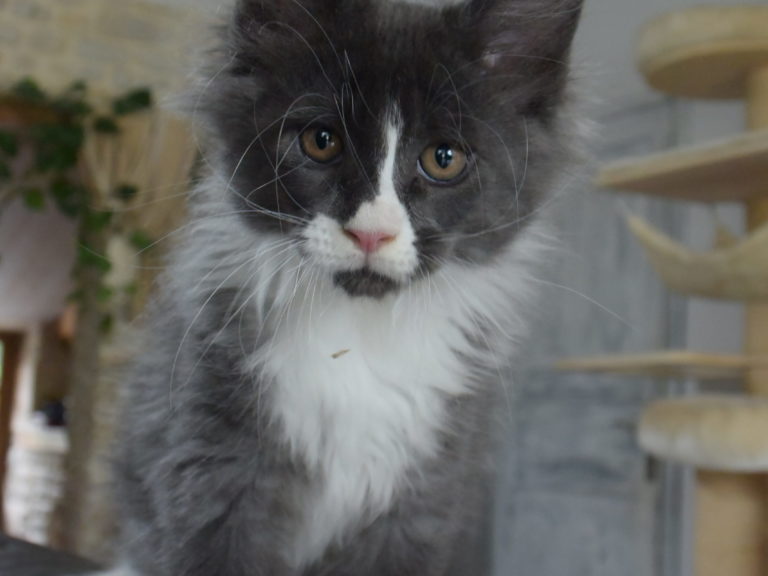Moonwalk Mogador mâle maine coon bleu smoke et blanc-chatteriemoonwalk