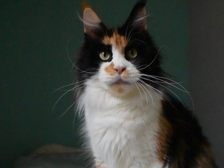 Moonwalk Manga femelle maine coon- Black tortie et blanc - chatterie moonwalk