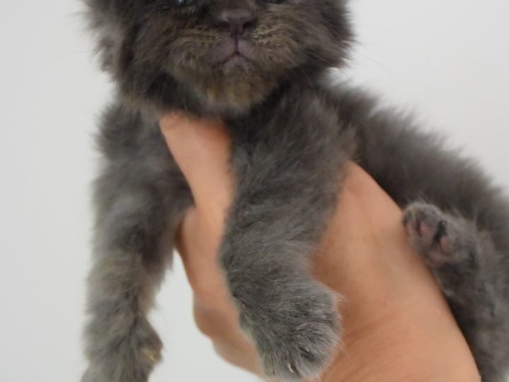 Moonwalk Perfect providence femelle maine coon- Bleue smoke - chatterie moonwalk