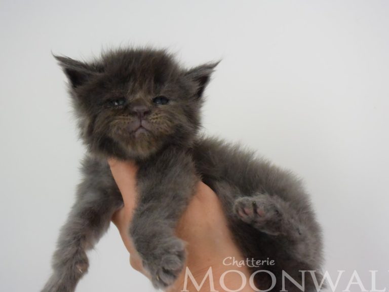 Moonwalk Perfect providence femelle maine coon- Bleue smoke - chatterie moonwalk