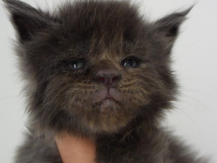 Moonwalk Perfect providence femelle maine coon- Bleue smoke - chatterie moonwalk