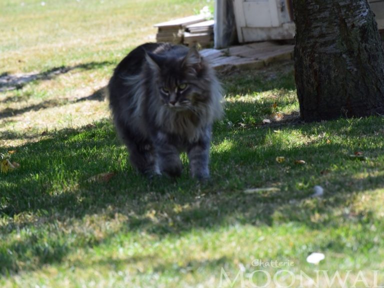 Moonwalk-Odieuse-femelle Maine Coon bleu blotched tabby-chatterie-moonwalk