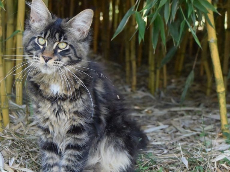 Moonwalk Paris by Night femelle maine coon-Brown blotched tabby- chatterie moonwalk