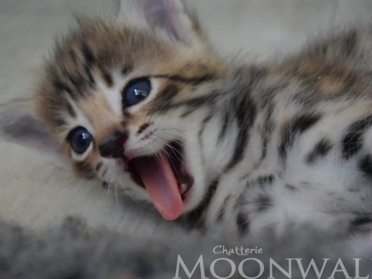 Moonwalk Querala femelle savannah de generation F2 - Brown spotted tabby-chatterie Moonwalk