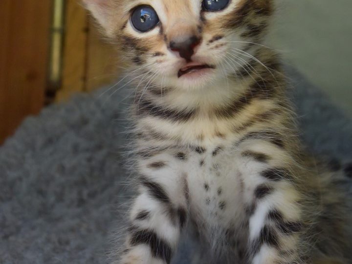Moonwalk Querala femelle savannah de generation F2 - Brown spotted tabby-chatterie Moonwalk