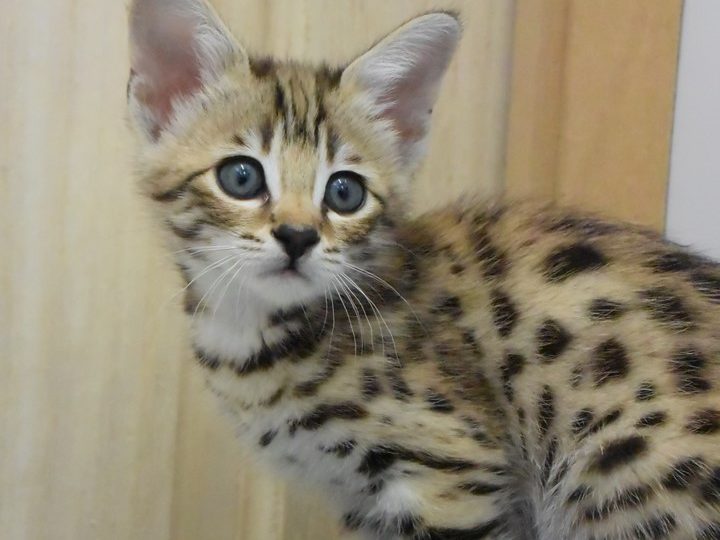 Moonwalk Querala femelle savannah de generation F2 - Brown spotted tabby-chatterie Moonwalk