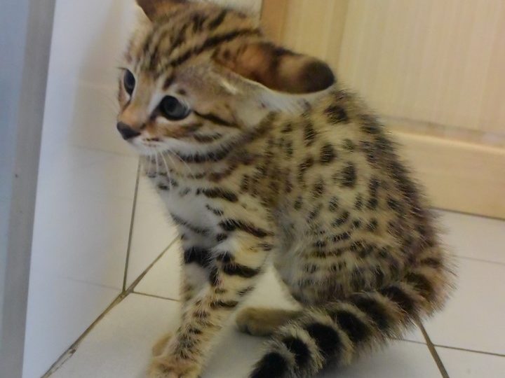 Moonwalk Querala femelle savannah de generation F2 - Brown spotted tabby-chatterie Moonwalk