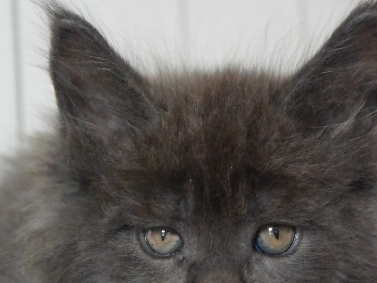 Moonwalk Ornorme - Femelle Maine coon - bleu smoke-Chatterie Moonwalk