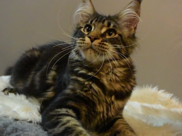 Moonwalk Isis Love LR femelle maine coon-Brown blotched tabby- chatterie moonwalk