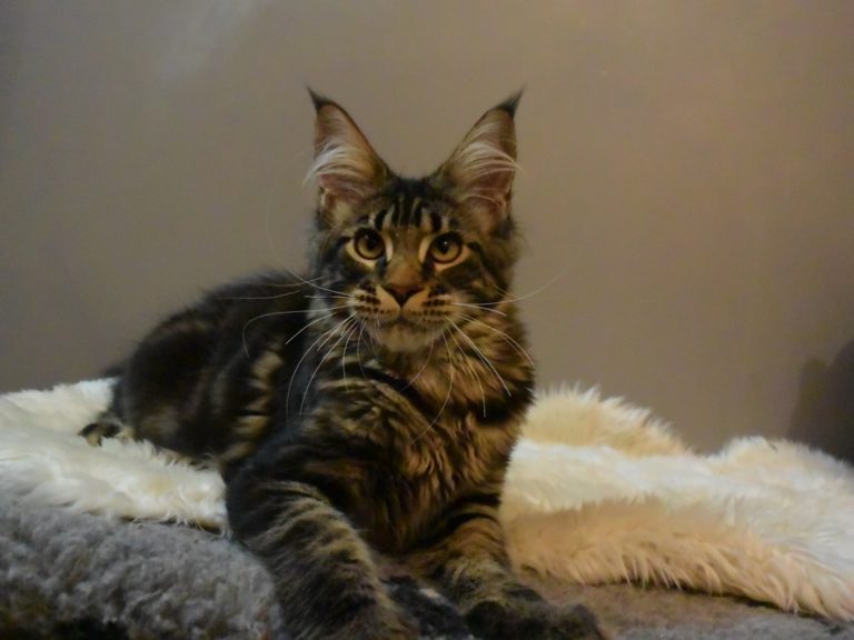 Moonwalk Isis Love LR femelle maine coon-Brown blotched tabby- chatterie moonwalk