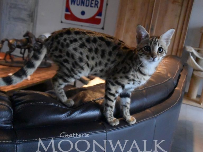 Moonwalk Querala femelle savannah de generation F2 - Brown spotted tabby-chatterie Moonwalk