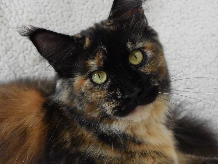 Moonwalk Lisa Blues -femelle maine coon-Brown tortie blotched tabby-chatterie Moonwalk