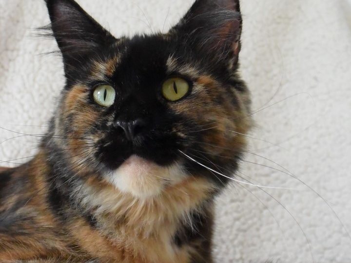 Moonwalk Lisa Blues -femelle maine coon-Brown tortie blotched tabby-chatterie Moonwalk