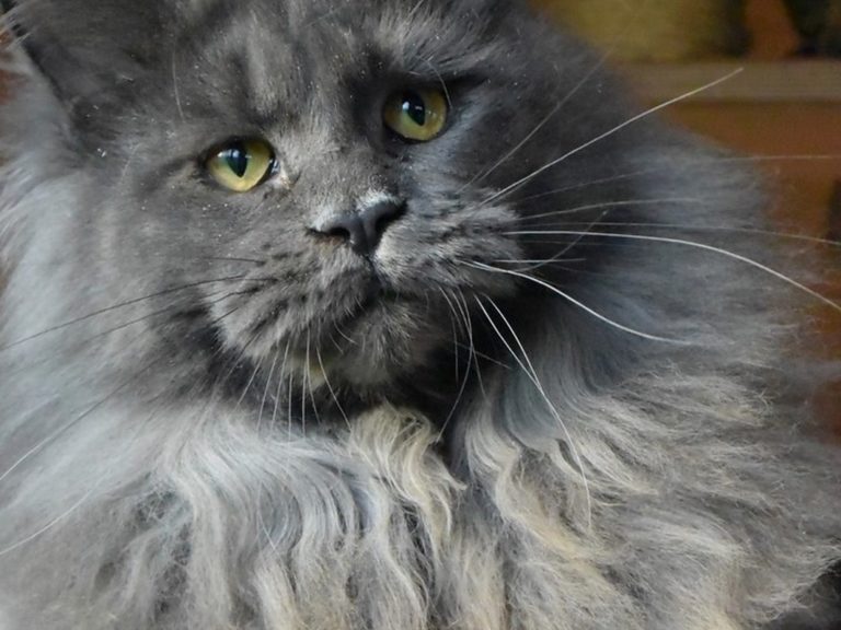Moonwalk Perfect providence femelle maine coon- Bleue smoke - chatterie moonwalk