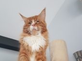 Summerplace Alabama mâle maine coon red blotched tabby-chatteriemoonwalk