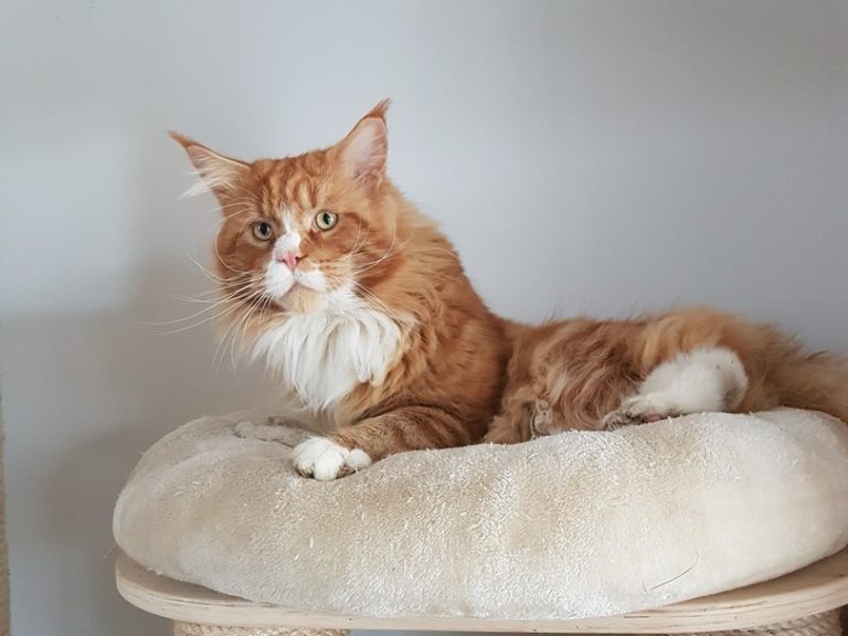 Summerplace Alabama mâle maine coon red blotched tabby-chatteriemoonwalk