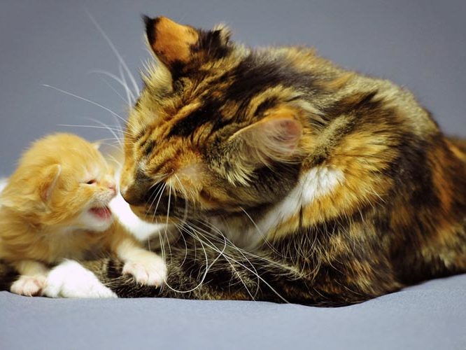 Chatte et chaton Maine coon