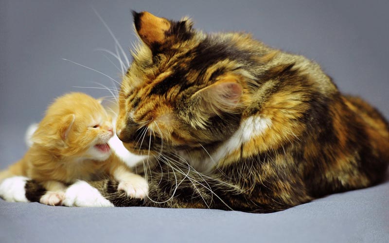 Chatte et chaton Maine coon