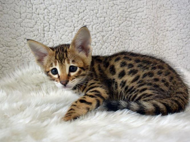 Chaton Savannah - Chatterie Moonwalk