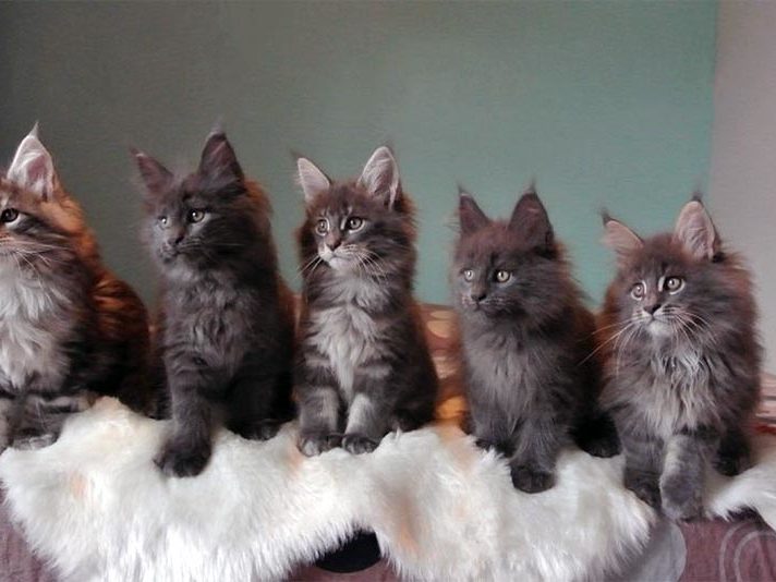 Portée de chatons Maine Coon à la Chatterie Moonwalk