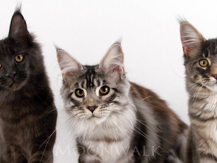 Moonwalk Insolente, I'm Bad et Little Italie - Maine coon - Chatterie Moonwalk