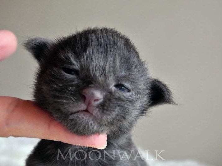 Moonwalk Insolente - Maine coon - Chatterie Moonwalk