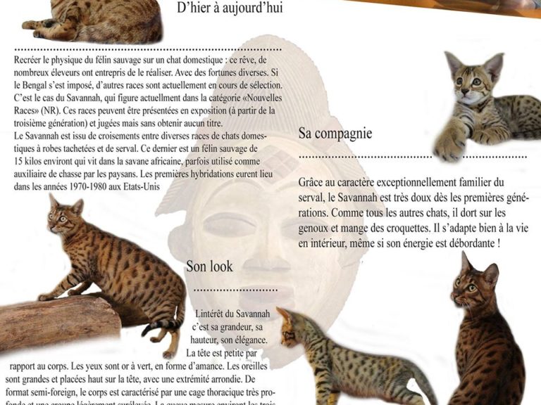 Fiche Savannah - Chatterie Moonwalk