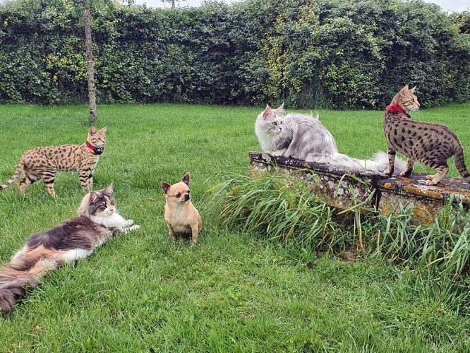 Chatterie Moonwalk - Installations extérieures