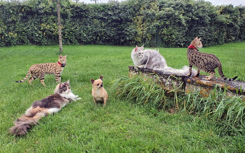 Les enfants d'Hermès. Chaterie Maine Coon