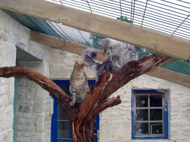 Chatterie Moonwalk - Installations extérieures