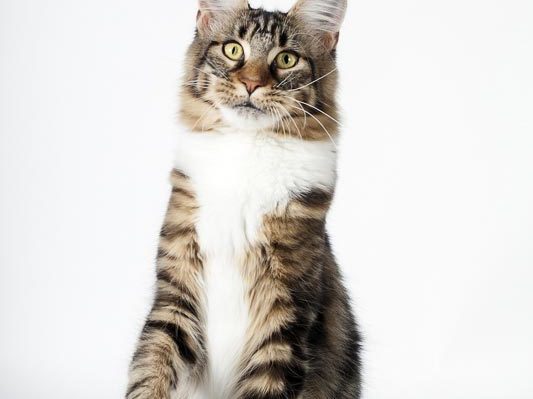 Chatterie Moonwalk - chat maine coon