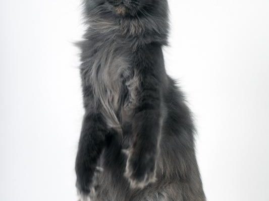 Chatterie Moonwalk - chat maine coon