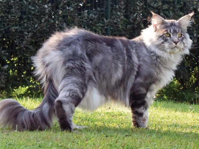 Moonwalk I'm Bad - Maine Coon - Chatterie Moonwalk