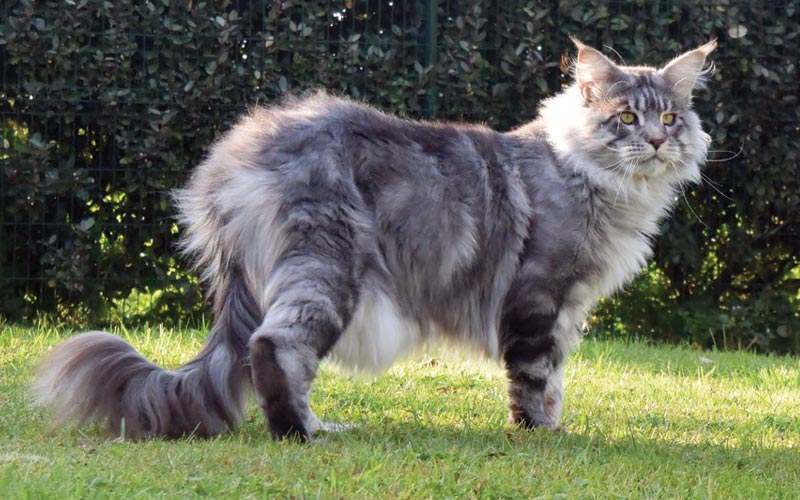 Moonwalk I'm Bad - Maine Coon - Chatterie Moonwalk