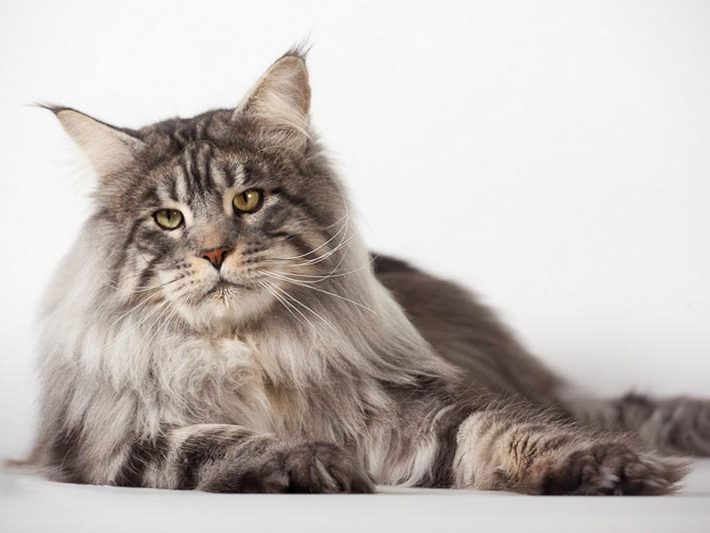 Moonwalk I'm Bad - Maine Coon - Chatterie Moonwalk