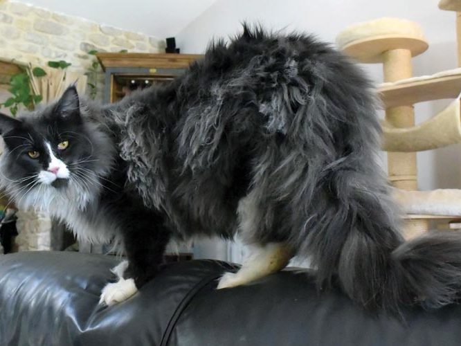 Moonwalk Mogador - Maine coon - Chatterie Monnwalk