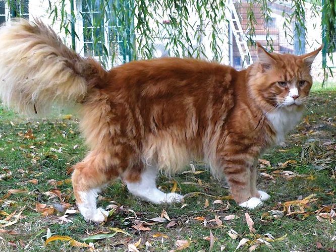 Summerplace Alabama - Maine coon - Chatterie Moonwalk