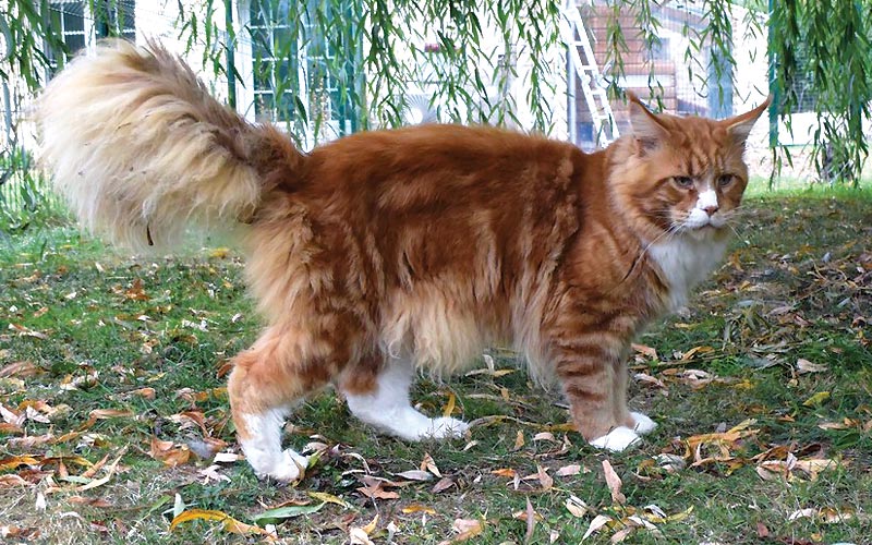 Summerplace Alabama - Maine coon - Chatterie Moonwalk