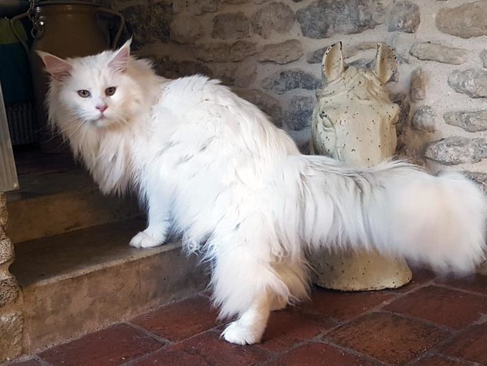 Summerplace Snowflake - Maine coon - Chatterie Moonwalk