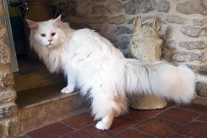 Summerplace Snowflake - Maine coon - Chatterie Moonwalk