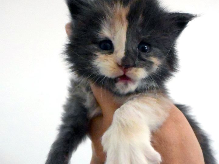 Rosalie chaton maine coon, Bleu tortie smoke et blanc red blotched tabby-chatterie moonwalk